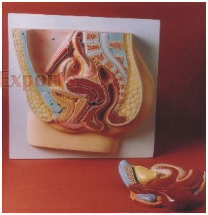 HUMAN FE-MALE REPRODUCTIVE SYSTEM